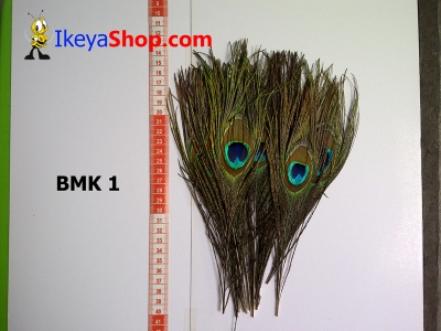 bulu merak BMK 1   feather  large2